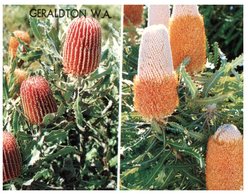 (357) Austraia - WA - Banksia Flowers - Fremantle