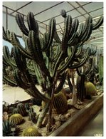 (ORL 745) France - Sanary Bandol Garden - Cactus - Cactussen