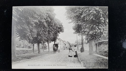 CPA D95 Moisselles Avenue Des Marronniers - Moisselles