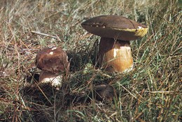 Carte Postale Neuve Boletus Aereus - Champignons