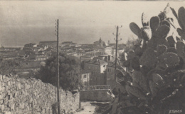 Plantes - Cactus Raquettes - Ajaccio - Panorama Ville - Cactus