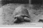 UNE TORTUE ELEPHANTINE 353 PARIS JARDIN DES PLANTES - Turtles