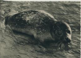 Nordseebad Wanngerooge V. 1958  Seehund  (3010) - Wangerooge