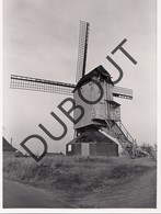 Tessenderlo Molen/Moulin Originele Foto C22 - Tessenderlo