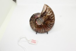 824 - Raro Fossile Di Ammonite Di Conchiglia - Provenienza Madagascar Peso 109 Gr - Fossilien