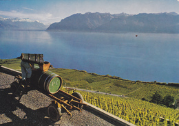 Suisse,helvetia,swiss,schweiz,svizzera,switzerland,VAUD,CHEXBRES,LAC LEMAN,VIGNERON,RARE - Chexbres