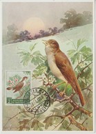 Saint Marin Carte Maximum 1960 Oiseau Rossignol 480 - Brieven En Documenten