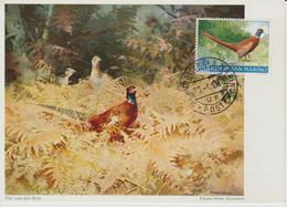 Saint Marin Carte Maximum 1960 Oiseau Faisan 486 - Storia Postale