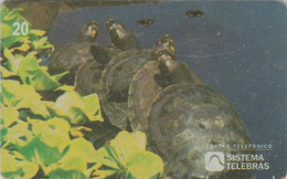 Télécarte Brésil - ANIMAL - TORTUE - TURTLE Phonecard - SCHILDKRÖTE * Telebras * - 163 - Turtles