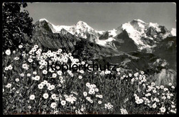 ÄLTERE POSTKARTE SCHWEIZ EIGER MÖNCH UND JUNGFRAU CHRYSANTHEMUM LEUCANTHEMUM WUCHERBLUME Botanik Blumen Blume Cpa - Giftige Pflanzen