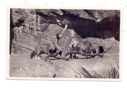 2000 HAMBURG - STELLINGEN Hagenbeck, Zoo, Löwenschlucht, 1935 - Stellingen