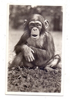 2000 HAMBURG - STELLINGEN Hagenbeck, Zoo, Schimpanse, 1956 - Stellingen