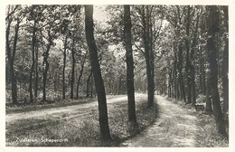 Zuidlaren, Schapendrift   (glansfotokaart) - Zuidlaren