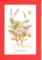 PLANTE MEDICINALE Cpa Véronique Officinale Edit Fumouze - Geneeskrachtige Planten