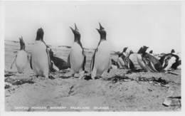 Falkland Islands / 03 - Gentoo Penguin Rookery - Falkland