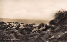 Falkland Islands / 05 - Seal Family - Falkland