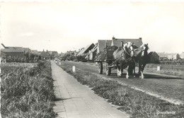 Zoutelande  (paard En Wagen)   (glansfotokaart) - Zoutelande