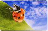 @+ Carte Démonstration : Coccinelle - Ladybugs