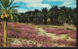 California > PALM SPRINGS  PICTURESSE DATE PALMS FORM A MAJESTIC BACKDROP - Palm Springs