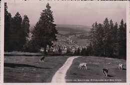 Mont De Baulmes, Vue Sur Ste Croix + Tampon Chalet Ed. Cand Tenancier (5758) 10x15 - Baulmes