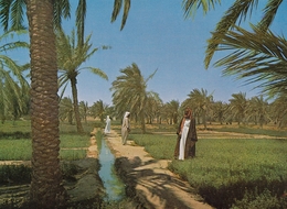 VINTAGE KUWAIT POSTCARD - GREEN FARM - Koeweit