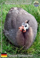 639 Tierpark Gleitsbachtal, DE - Domestic Guinea Fowl (Numida Meleagris F. Domestica) - Neustadt Waldnaab