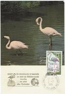 CARTE  MAXIMUM -  CANET EN ROUSSILLON - 1981 - Flamant Rose - Canet En Roussillon