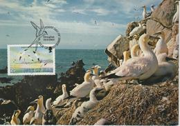 Man Carte Maximum 1983 Oiseaux Fou De Bassan 220 - Isla De Man