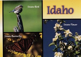 Etats- Unis  Idaho The Mountain Bluebird  And Syringa Flower And Butterfly  TBE - Andere & Zonder Classificatie