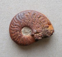 - Ammonite Fossilisée. 4g - - Fossilien