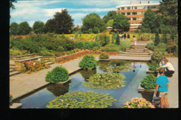 Lily Pond , Castle Park, Colchester - Colchester