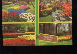 CPM Neuve Pays Bas LISSE Keukenhof  Fleurs - Lisse