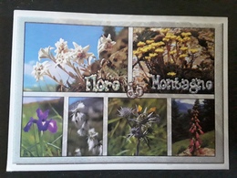 LES PYRÉNÉES,  Flore De Montagne, Eddelweiss ,Sedum, Iris, Linaigrette, Eryngium, Digitale, 2010 TB - Plantes Toxiques