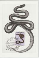 Rwanda Carte Maximum Serpents 1967 Dasypeltis 198 - Autres & Non Classés