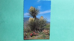 Beauties Of The Desert. Desert Yucca, Beavertail And Strawberry Hedgehog Cacti In Bloom. - Sukkulenten