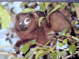 COMORES - Lemurien Mongoz Lemur - Comoros