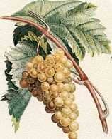 -FRUTTI-MUSCAT BLANC_REINETTE DU CANADA_PAVIE JAUNE_FRAISIER DE CAROLINE_ROYALE ORDINAIRE_ABRICOTEE ROUGE-N°6 CARTES-an2 - Plantes Médicinales