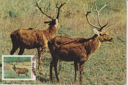 Inde Carte Maximum 1983 Cerf 763 - Covers & Documents