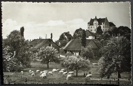 STETTFURT Landwirtschaft Schloss Sonnenberg Kühe - Stettfurt