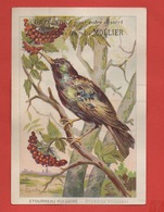 Caen, Biscuits Mollier, Chromo Grand Format, Ornithologie, Etourneau Vulgaire, Illustrateur G. Fanty Lescure - Andere & Zonder Classificatie