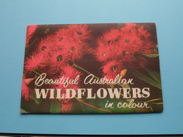 Beautiful Australian WILDFLOWERS In Colour ( Letter Card / Valentine ) Anno 19?? ( See / Voir / Zie Photo ) ! - Autres & Non Classés