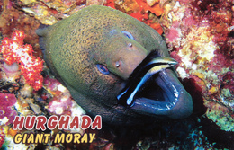 Hurghada, Egypt - Moray - Hurghada