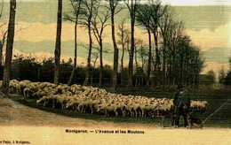 91....essonne...montgeron....l'avenue Et Les Moutons - Montgeron
