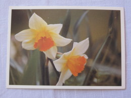 Finland 1993 Postcard " Flowers " Tampere To England - Machine Franking - Storia Postale