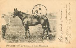 Sports - Hippisme - Chevaux - Gallerte ( 1897 ) - Par Isinglass Et Sainte Marguerite - état - Hípica