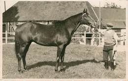Sports - Hippisme - Chevaux - Photo - Le Grand Duc - Les Marottes ? - Octobre 1938 - état - Horse Show