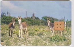 BONAIRE-0007A - DONKEYS - Antillen (Overige)