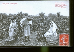 MEURSAULT PETITS VENDANGEURS POSTEE DE               JLM - Meursault