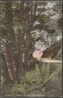 Hobby Drive, Showing Ferns, Clovelly, Devon, C.1905-10 - George S Reilly Postcard - Clovelly