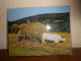 Repro  Cartonnée Et Plastifiée   PAYSANS/ LES FOINS AVEC LES BOEUFS - Beroepen